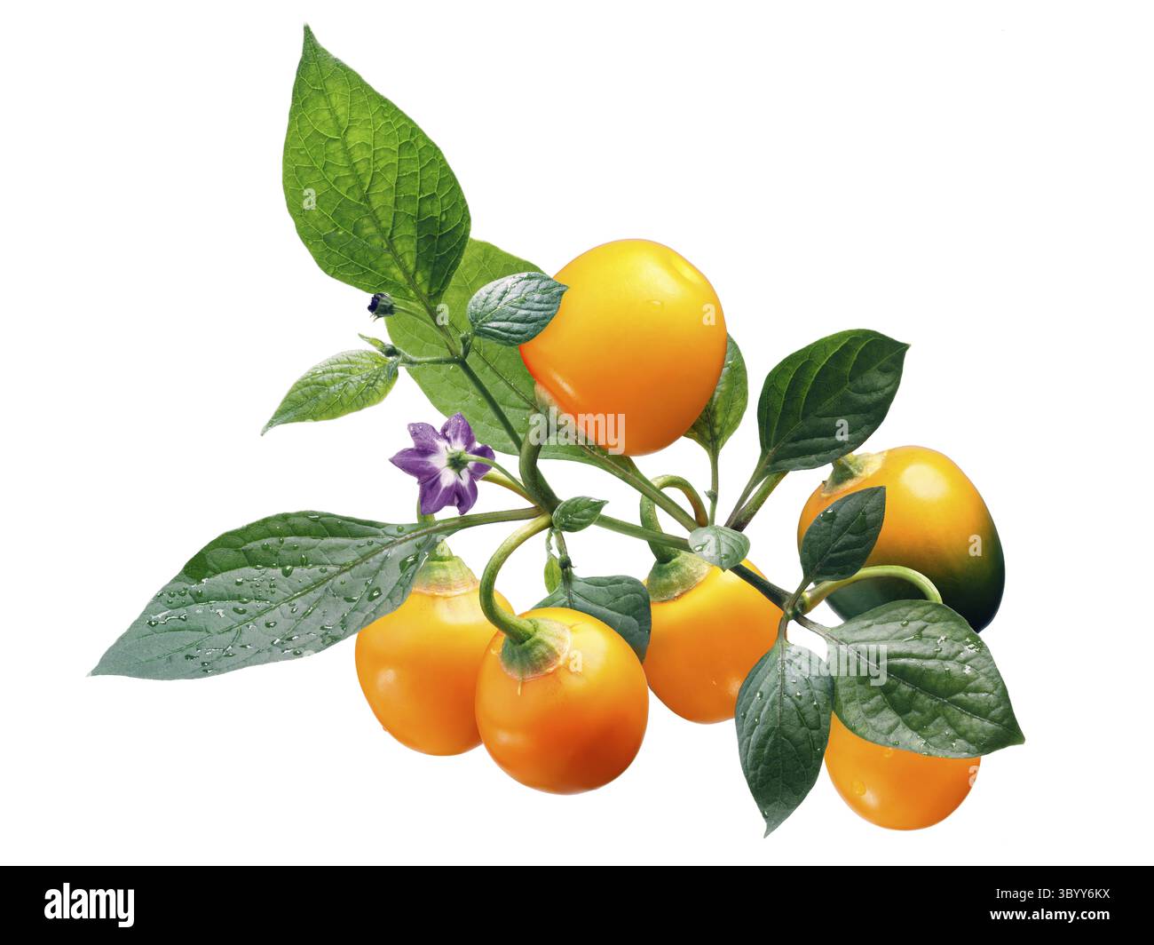 Rocoto Amarillo chile pepper (C. pubescens), plant with pods. Clipping ...