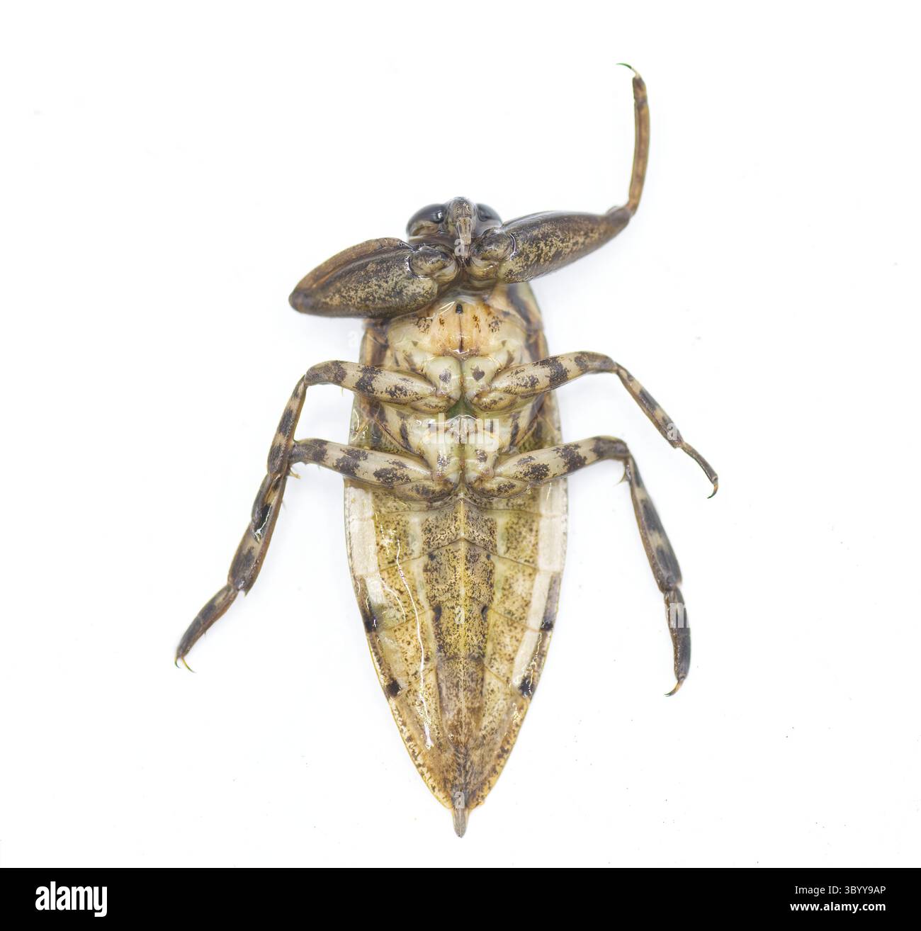 Uhlers giant water bug - Lethocerus uhleri aka Toe biter, electric ...