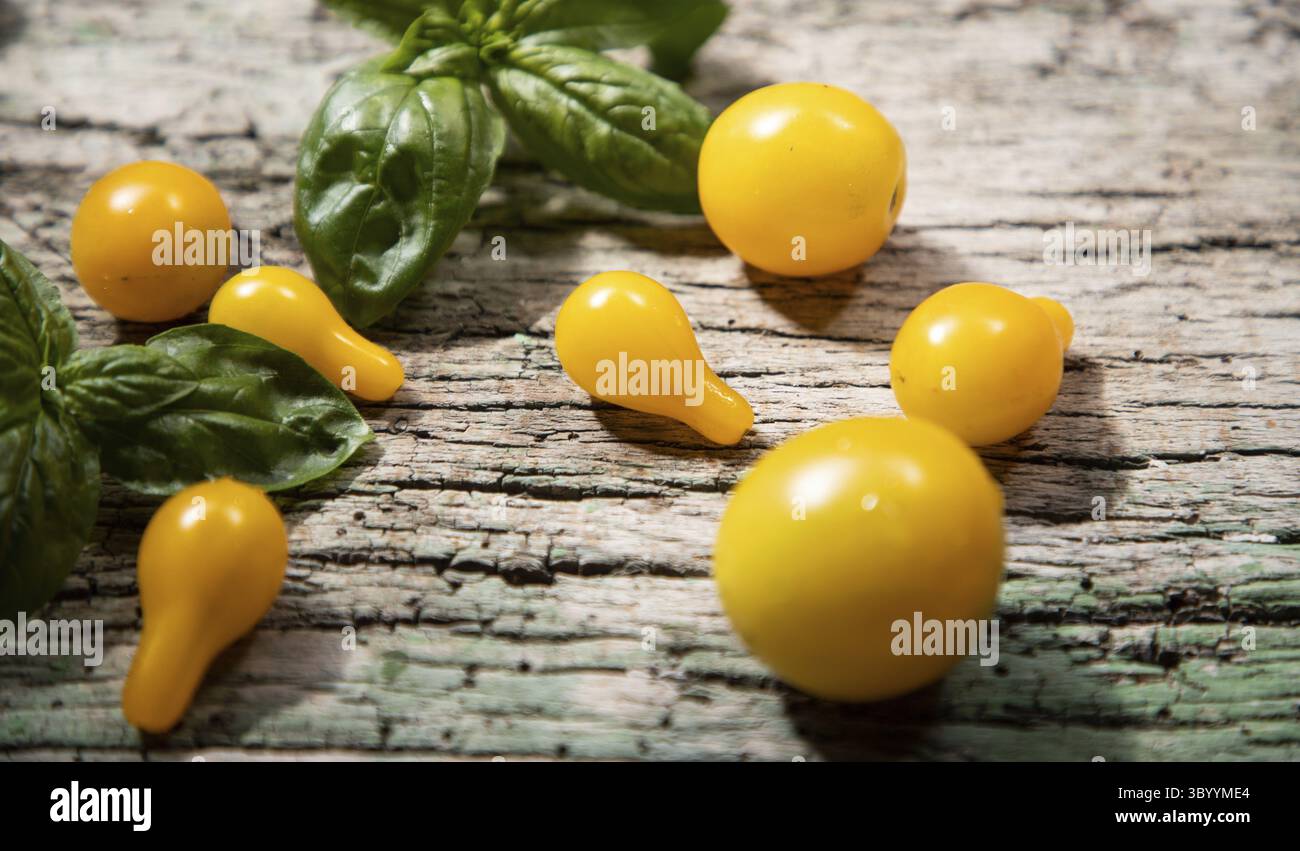 Yellow cherry tomatoes and basil Stock Photo