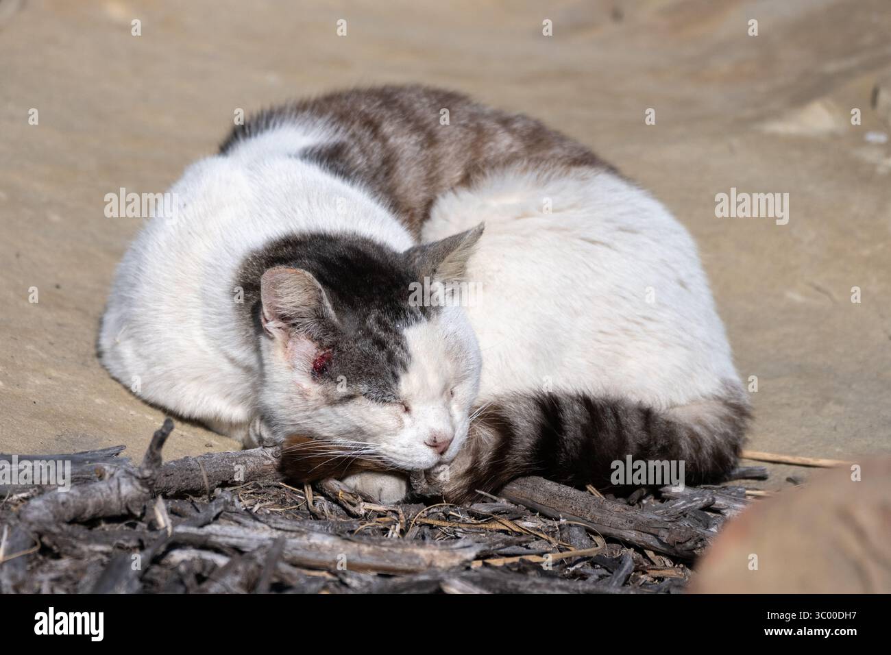 White toned feral cat sleeps curled up in a ball on the sand of the ...