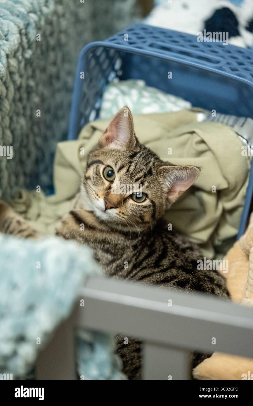 Photo inspiration: How To Keep Kitten Calm During New Baby Crying Reference: Adopt A Kitten Month Hi Res Stock Photography And Images