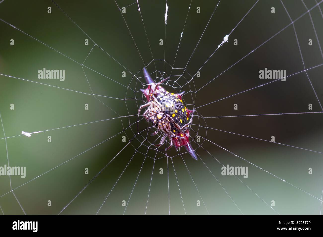 Ventral View of a Spiny Orb-weaver or Northern Jewelled Spider (Gasteracantha fornicata) on its web, Cairns, Far North Queensland, Australia Stock Photo
