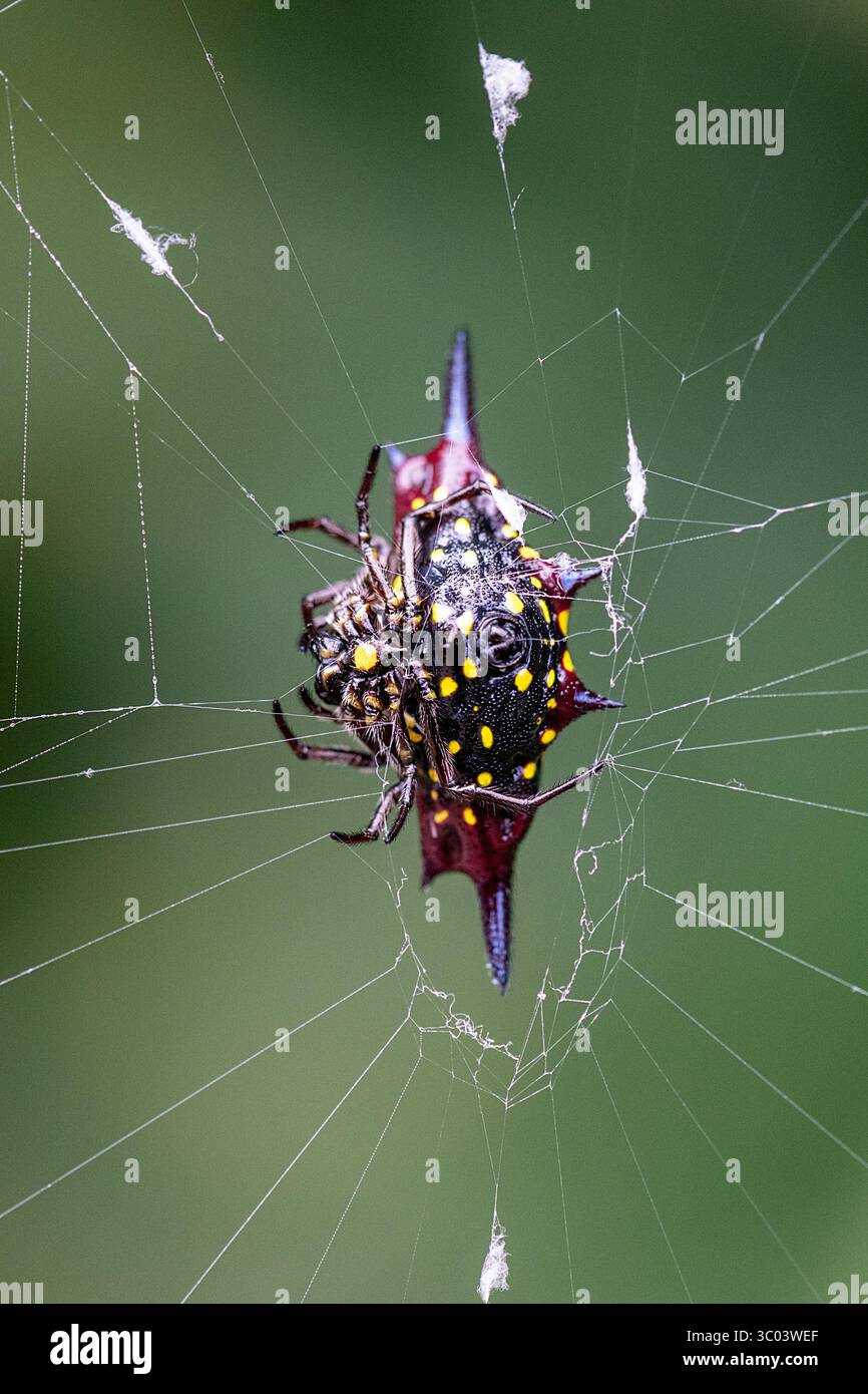 Vertical ventral view of a Spiny Orb-weaver or Northern Jewelled Spider (Gasteracantha fornicata) on its web, Cairns, Far North Queensland, Australia Stock Photo