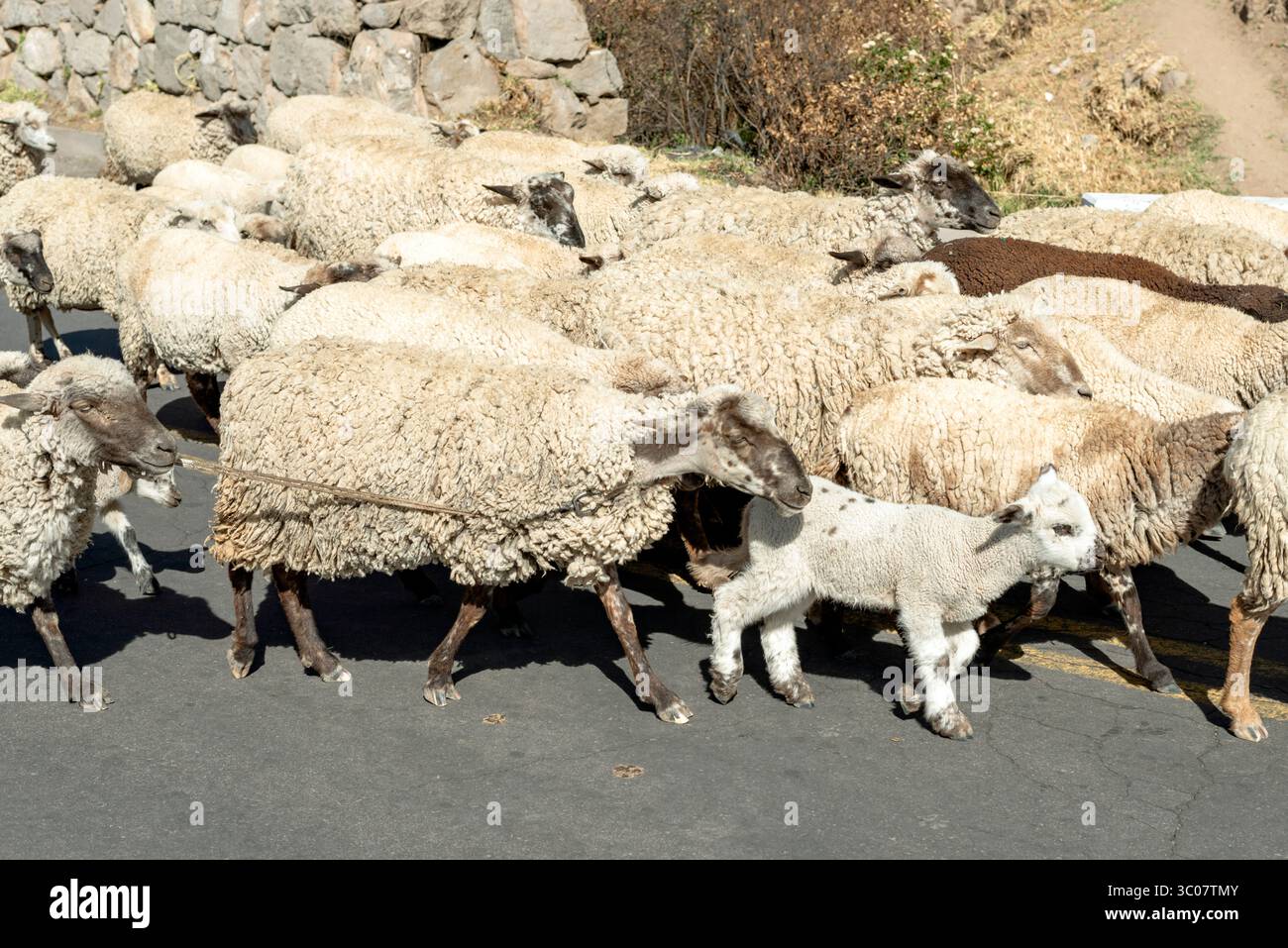 flock of sheeps going by road with focus on small lamb Stock Photo - Alamy