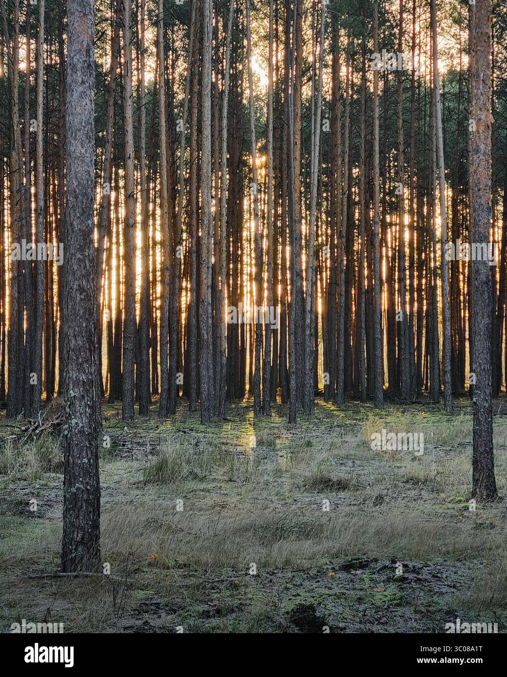 Sunrise in pine forest. Serene pine forest in the morning with sunlight streaming through the tall, straight tree trunks, ground covered with frost. Stock Photo