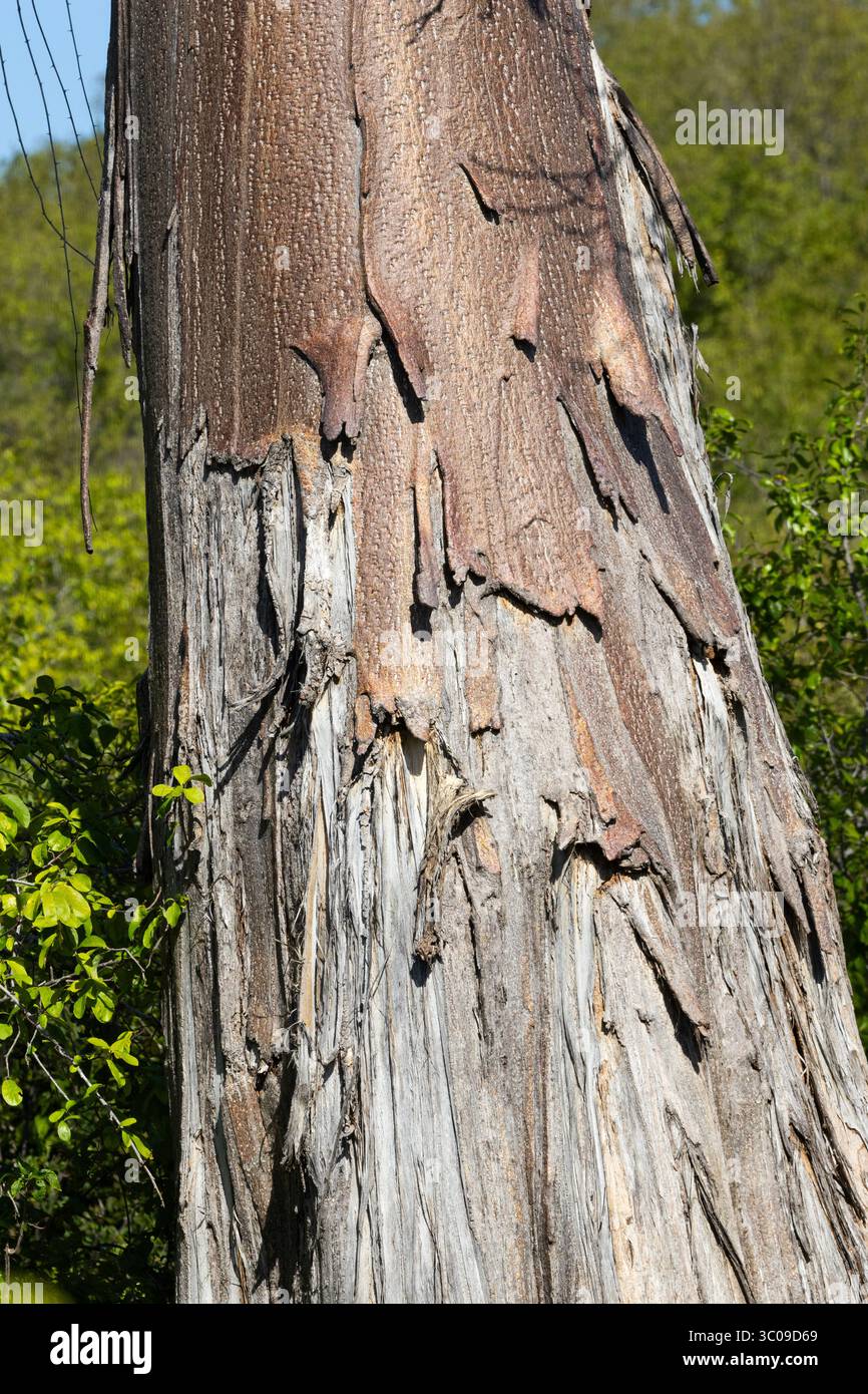 The trunk of a Baobab tree shows signs of elephant damage. The unique ...