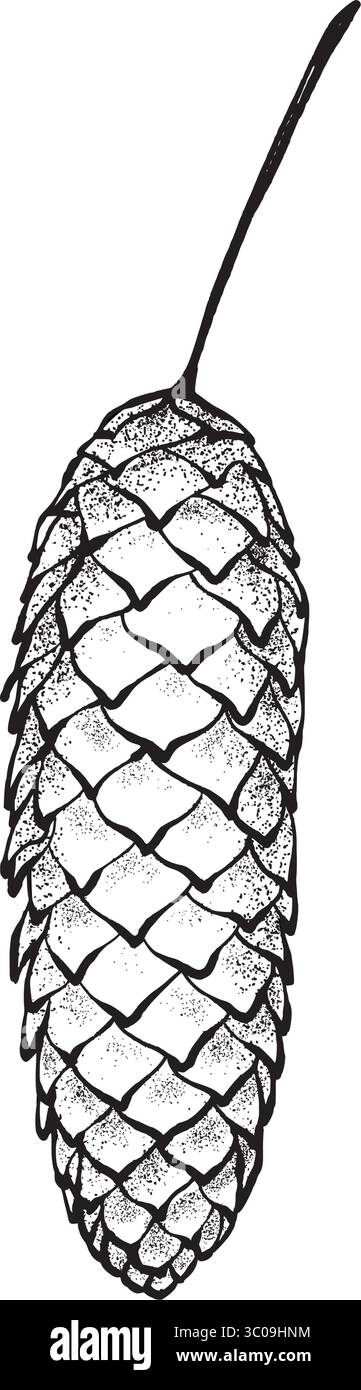 Long brown pine cone with a thin stem. vector graphic drawing in realistic style. Hand-painted botanical element on white background. Great for cards, Stock Vector