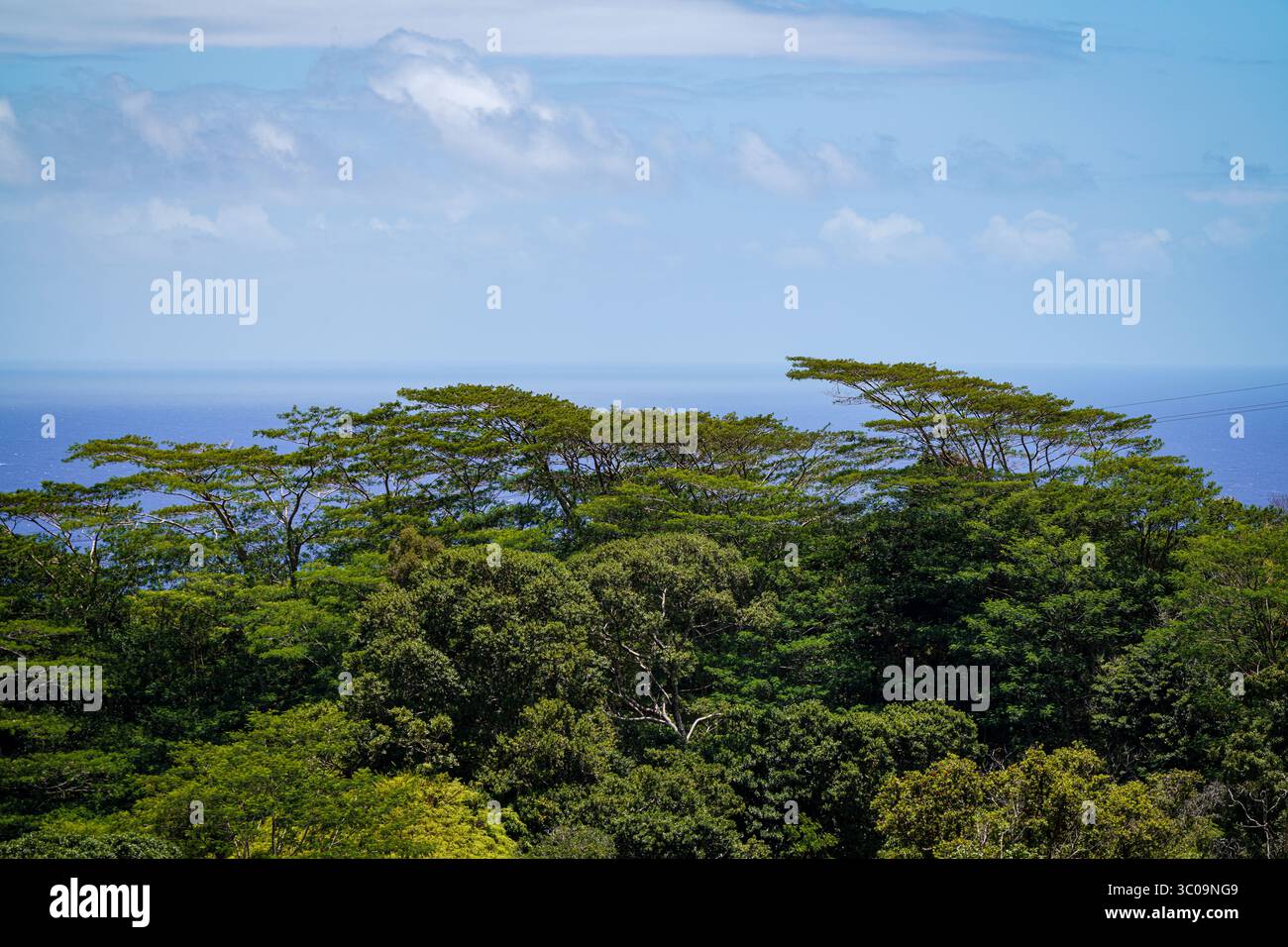 Ocean Treeview Treetop View: Ocean and Trees Stock Photo - Alamy