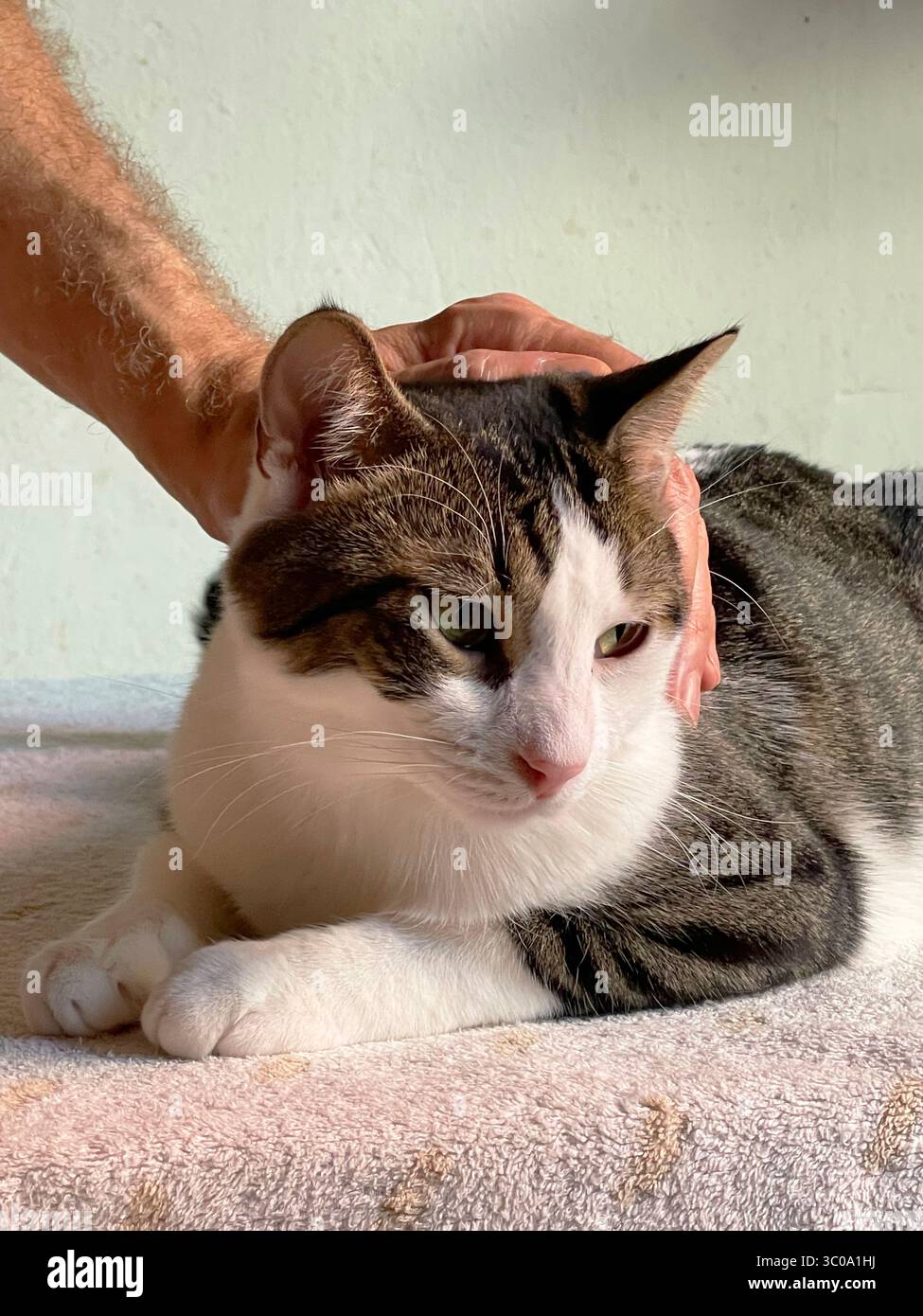 Stroking a tabby and white cat - Smartphone Captured Stock Image