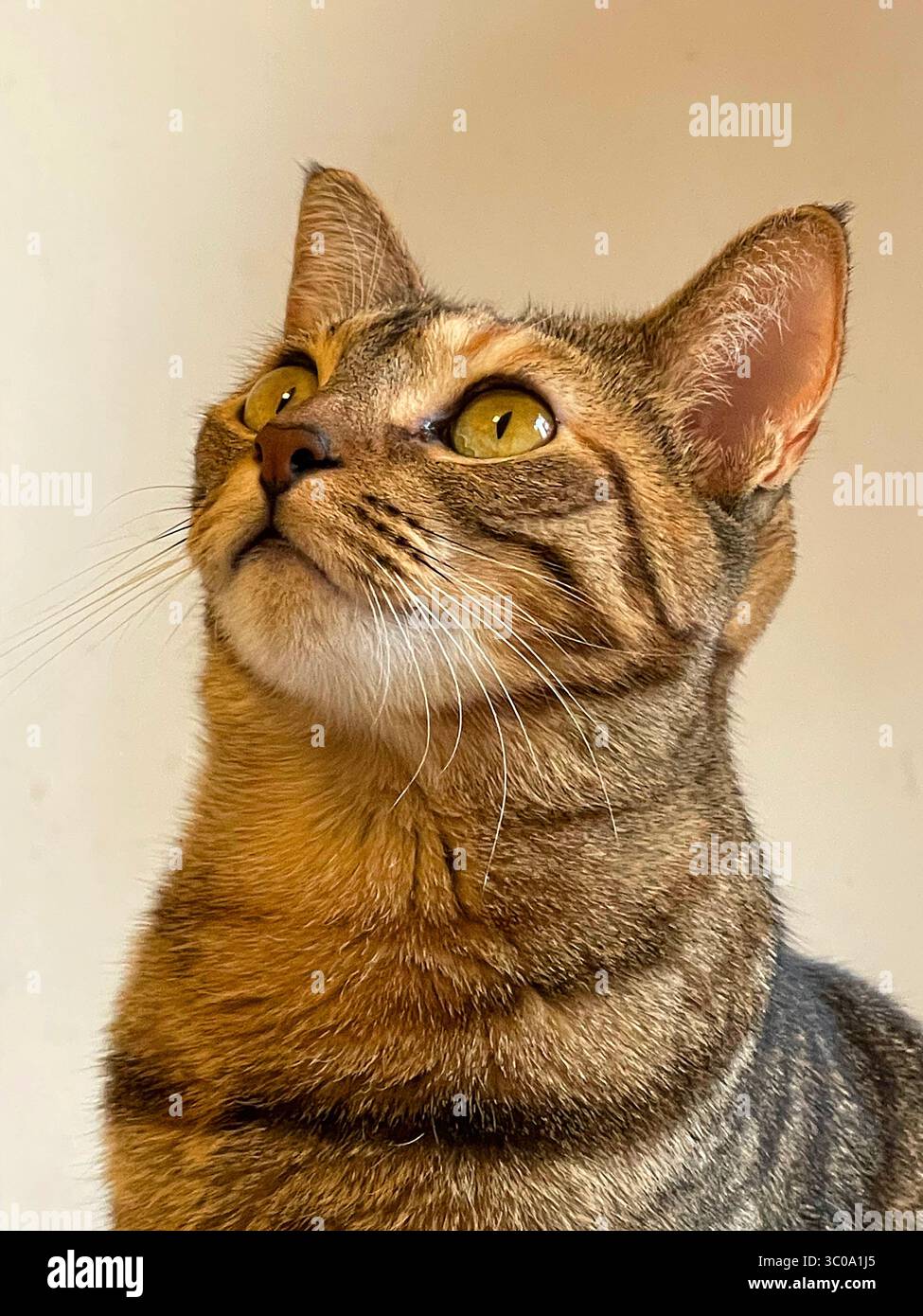 Tabby cat. Close view. - Smartphone Captured Stock Image