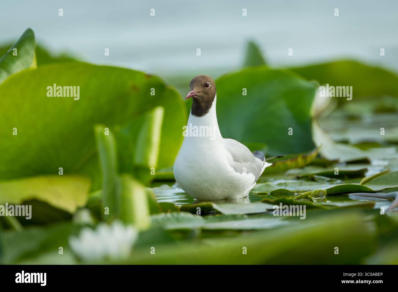Black-headed gull (Chroicocephalus ridibundus) adult front view while standing on lily pads and among white lily flowers in the Danube Delta region - Stock Image
