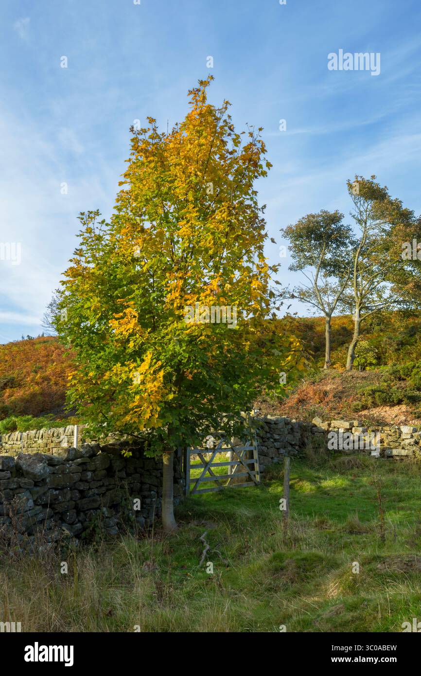 A young sycamore tree (Acer pseudoplatanus) beginning to show bright yellow autumn colours as the season turns from summer to autumn - Stock Image