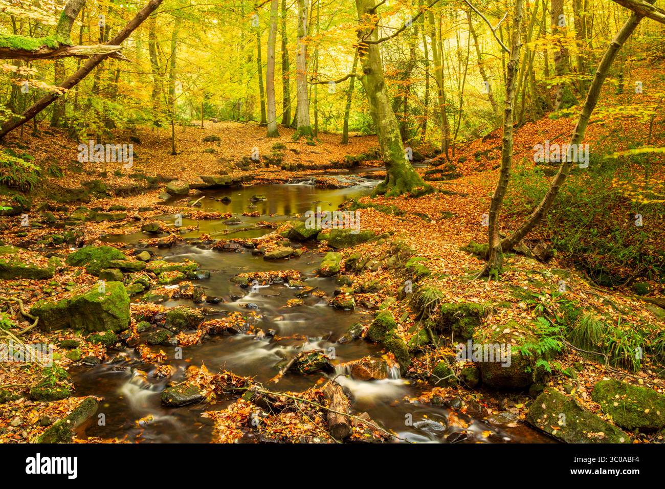 The small stream of May Beck winds its way through deciduous woodland in autumn upstream of Falling Foss in the North York Moors - Stock Image