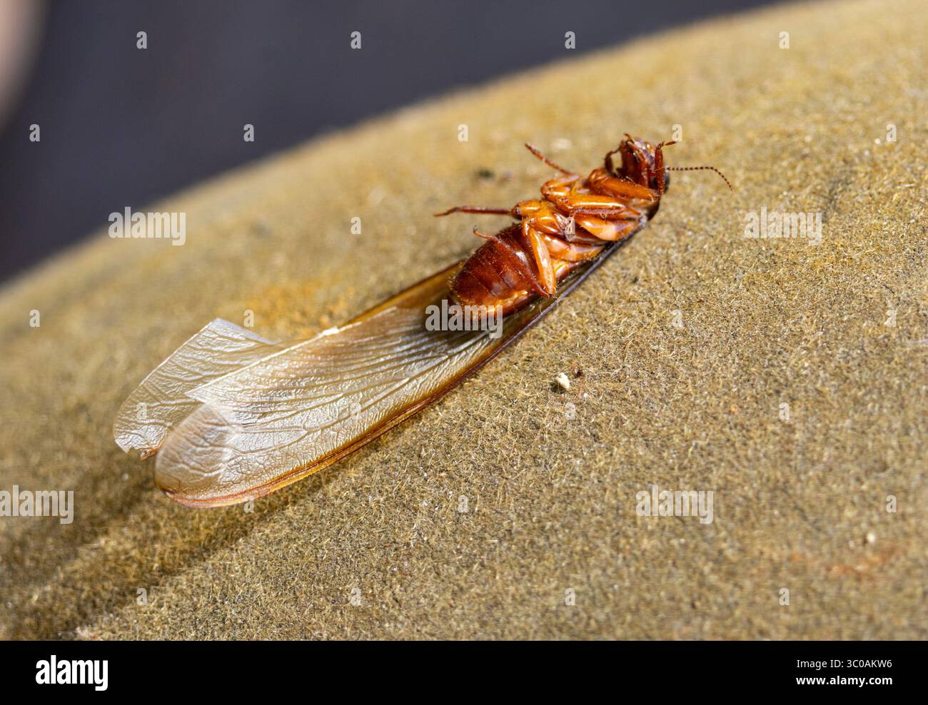 The winged alate is the sexually reproduction generation from a Harvester Termite colony. Vast numbers are raised and swarm after heavy rain Stock Photo