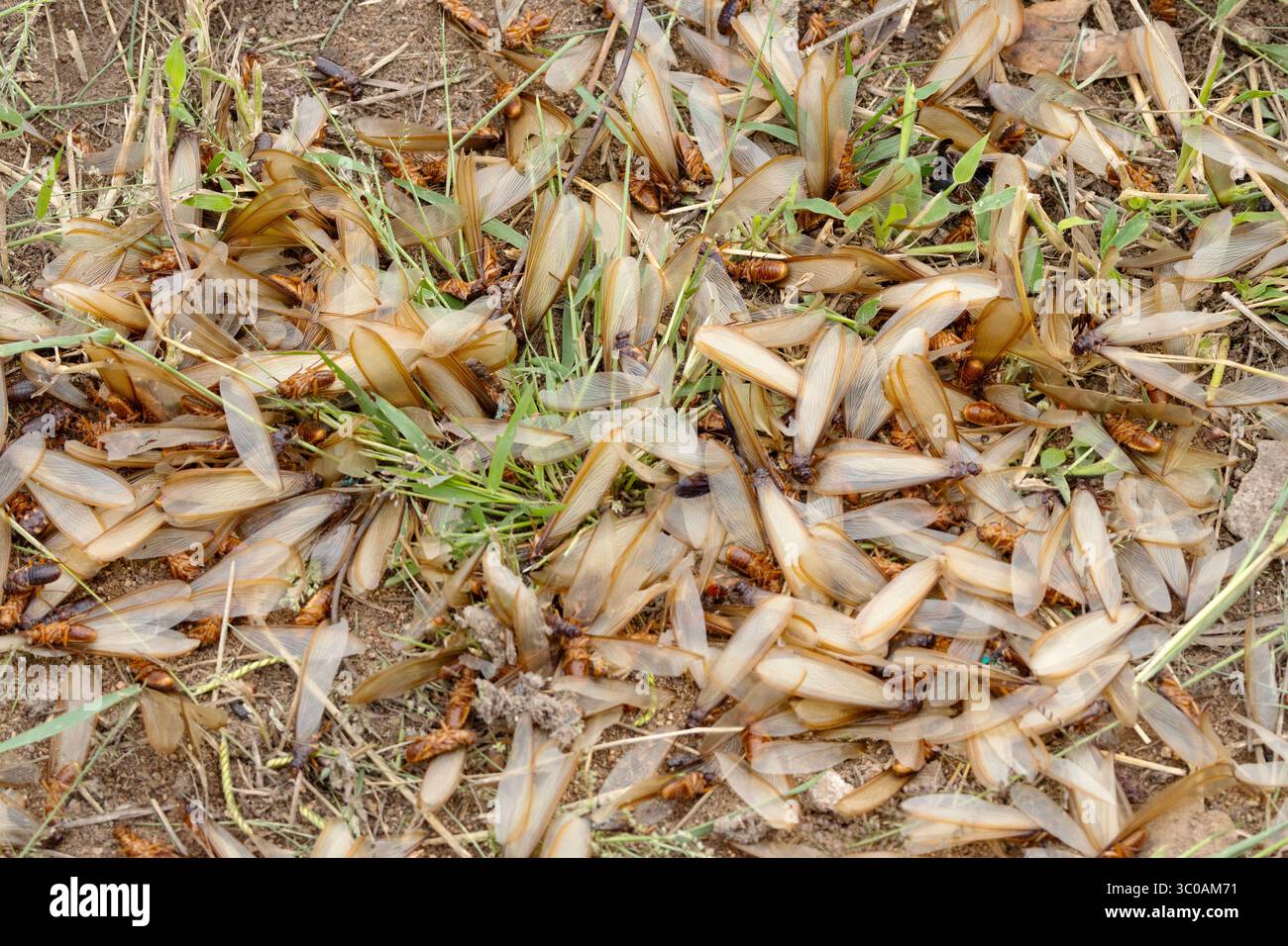 During the rainy season huge numbers of sexually active termites will leave the colony to fly off and try to start and nest. Stock Photo