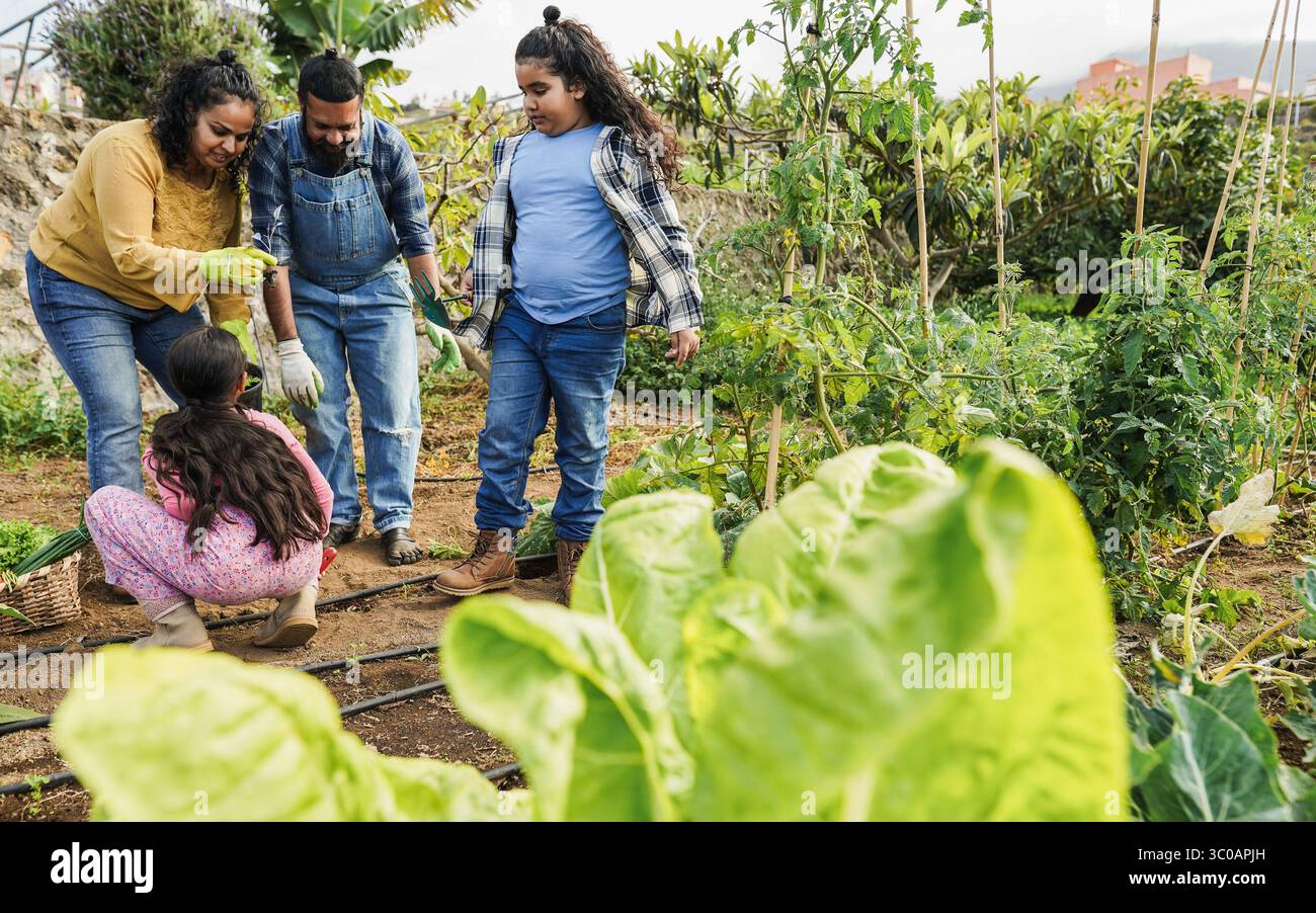 Indian family picking up organic vegetables from house garden outdoor ...