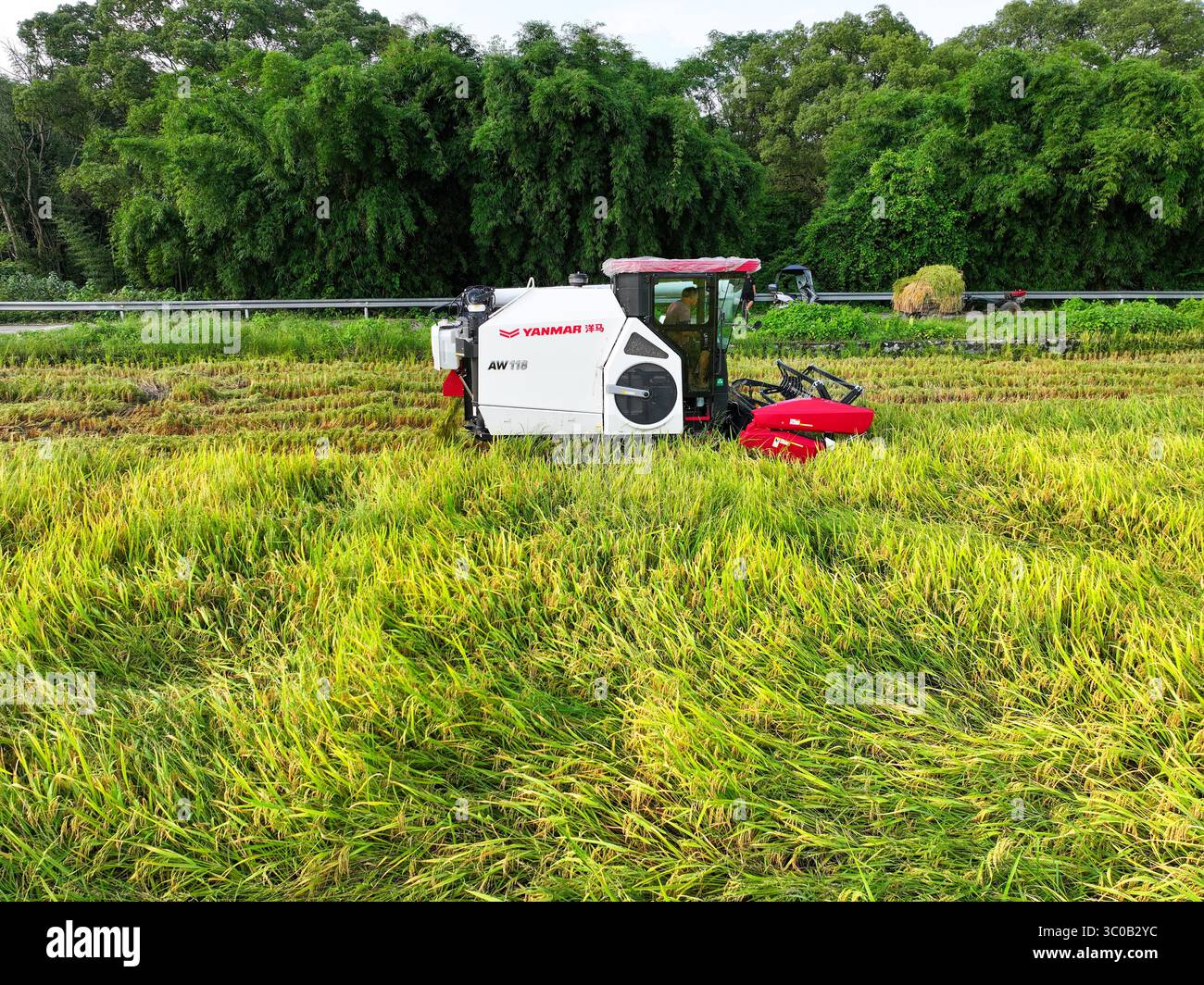 Farmers harvest rice in the field in Guilin City, south China's Guangxi ...