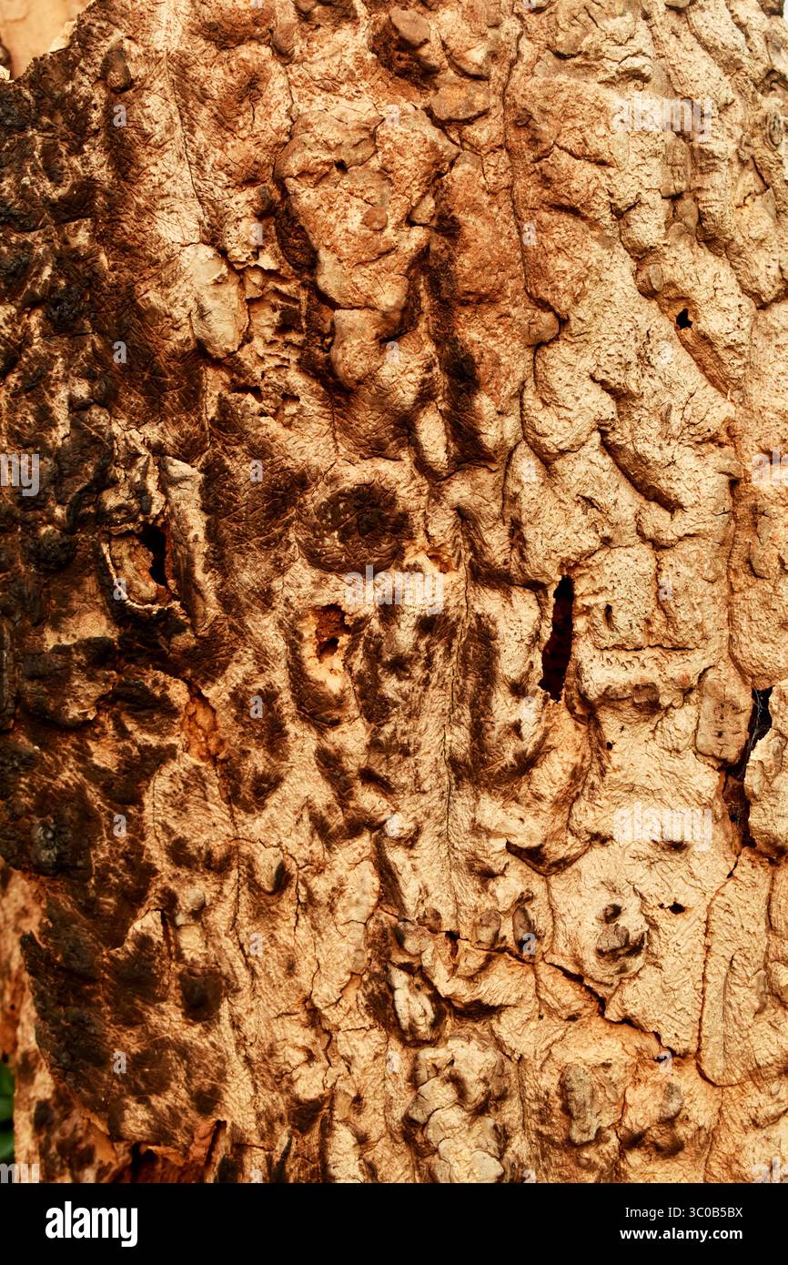 tree trunk abstract pattern texture background Stock Photo