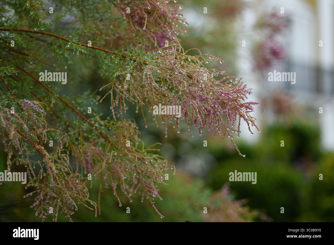 Fir tree in the rain Stock Photo
