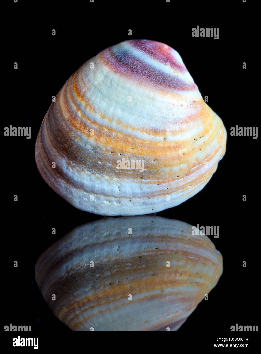 A New Zealand clam shell with reflection from Te Ika-a-Māui North Island near Tāmaki Makaurau Auckland, Aotearoa New Zealand. Stock Photo