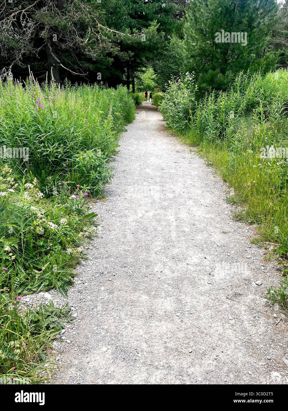 Scenic forest path winding through Vitosha Mountain, perfect for hiking, a day out, and nature exploration near Sofia, Bulgaria, Balkans, Europe - Smartphone Captured Stock Image