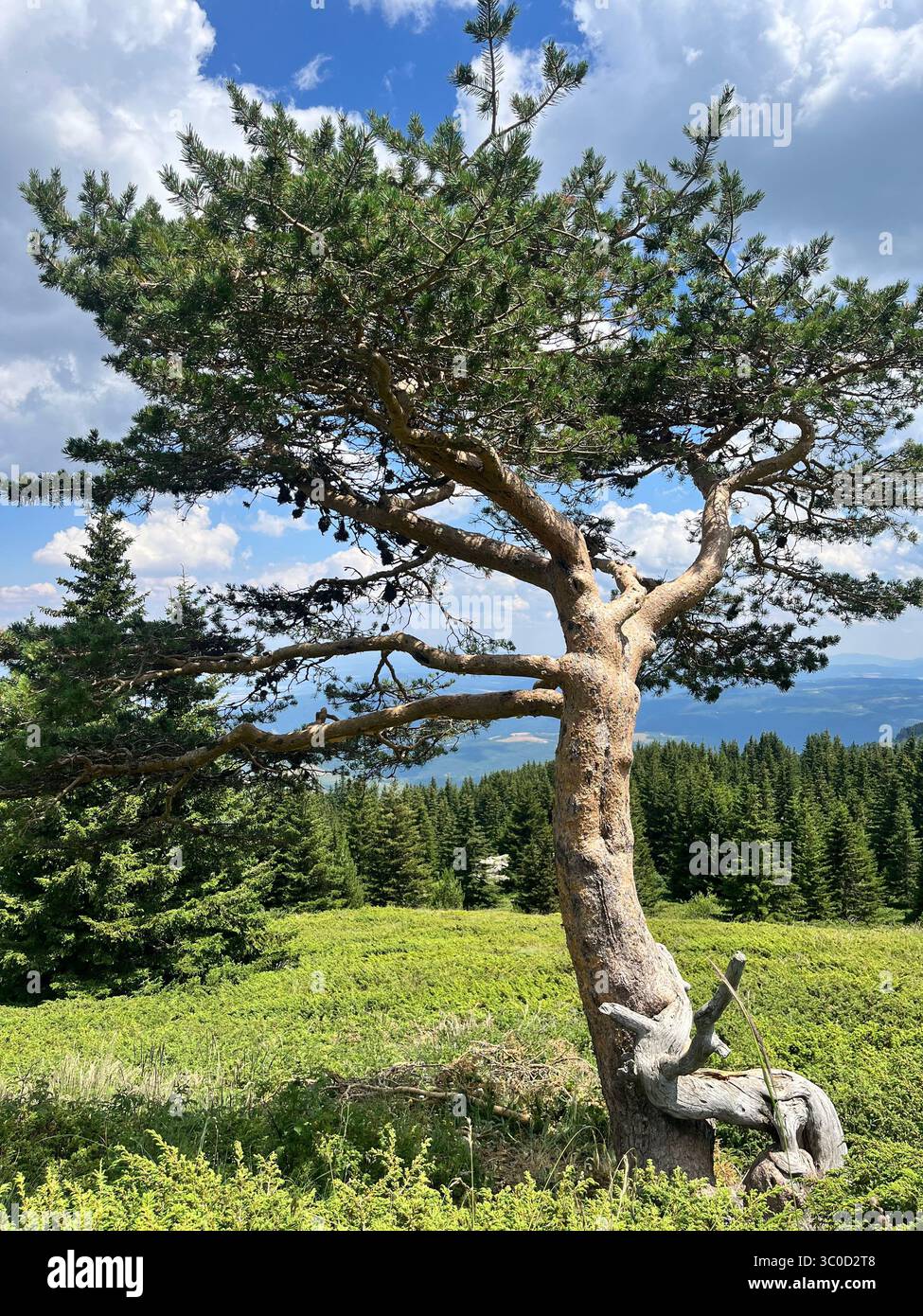Bosnian pine (Pinus heldreichii), or Heldreich's pine, growing on Vitosha Mountain near Sofia, Bulgaria, native to the Balkan mountain forests - Smartphone Captured Stock Image