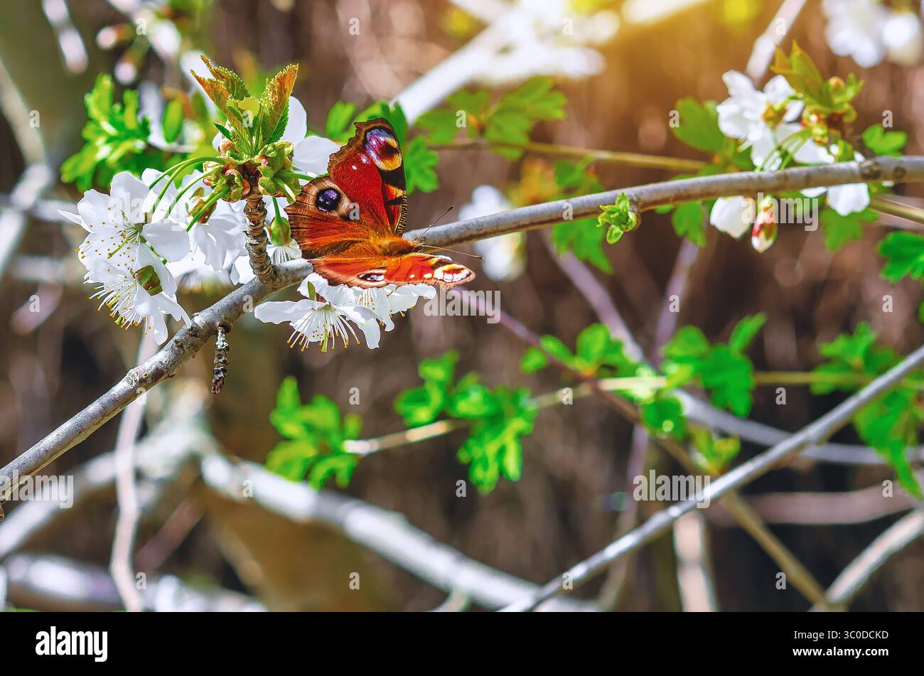 Butterfly and cherry blossom. Peacock butterfly on wild cherry. Close ...