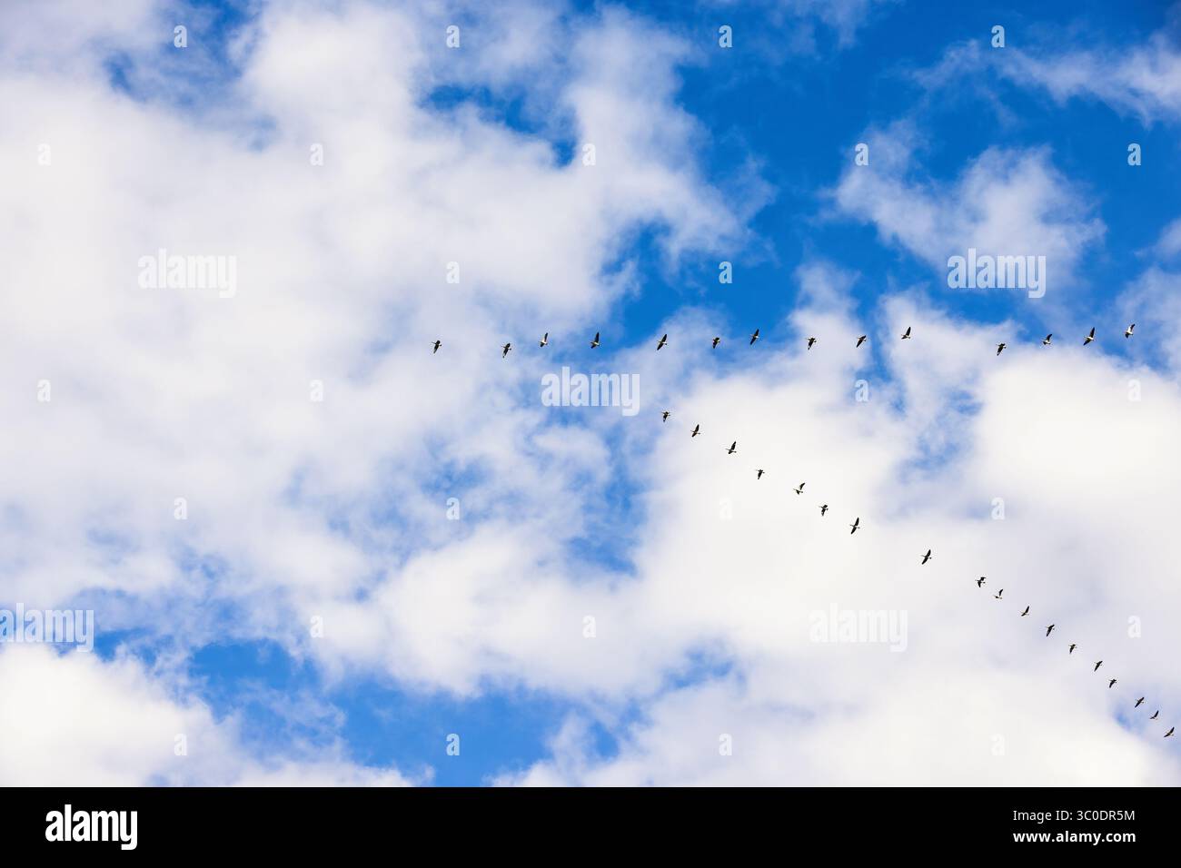 Flock of geese flying v formation in the sky Stock Photo