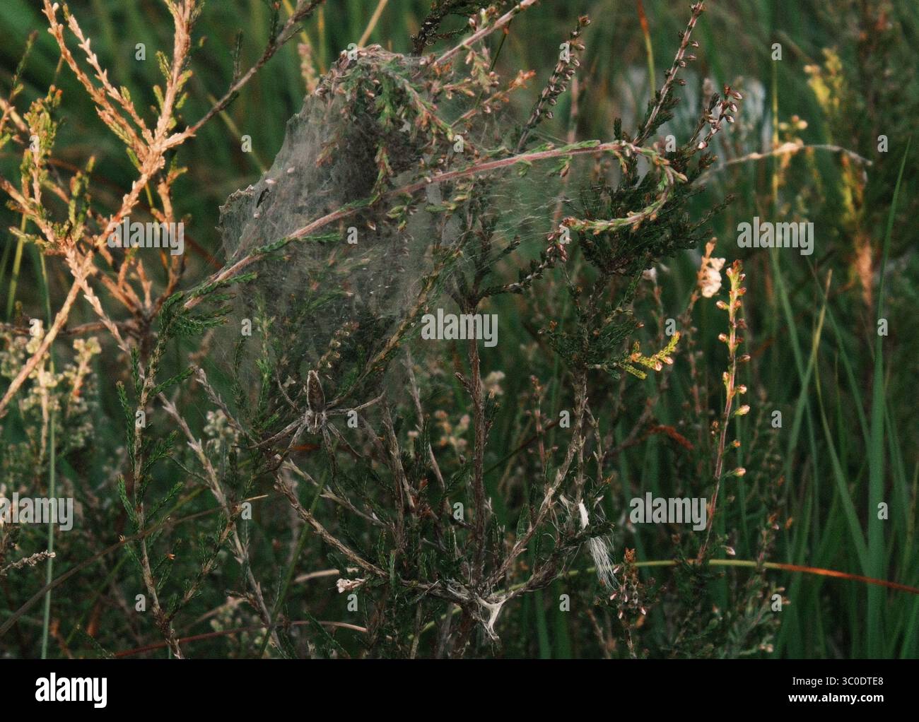 Female Nursery Web Spider protecting her eggs Stock Photo