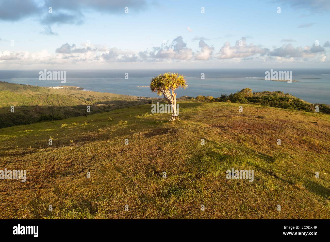Aerial view of a solitary tree standing proud atop a grassy hill at ...