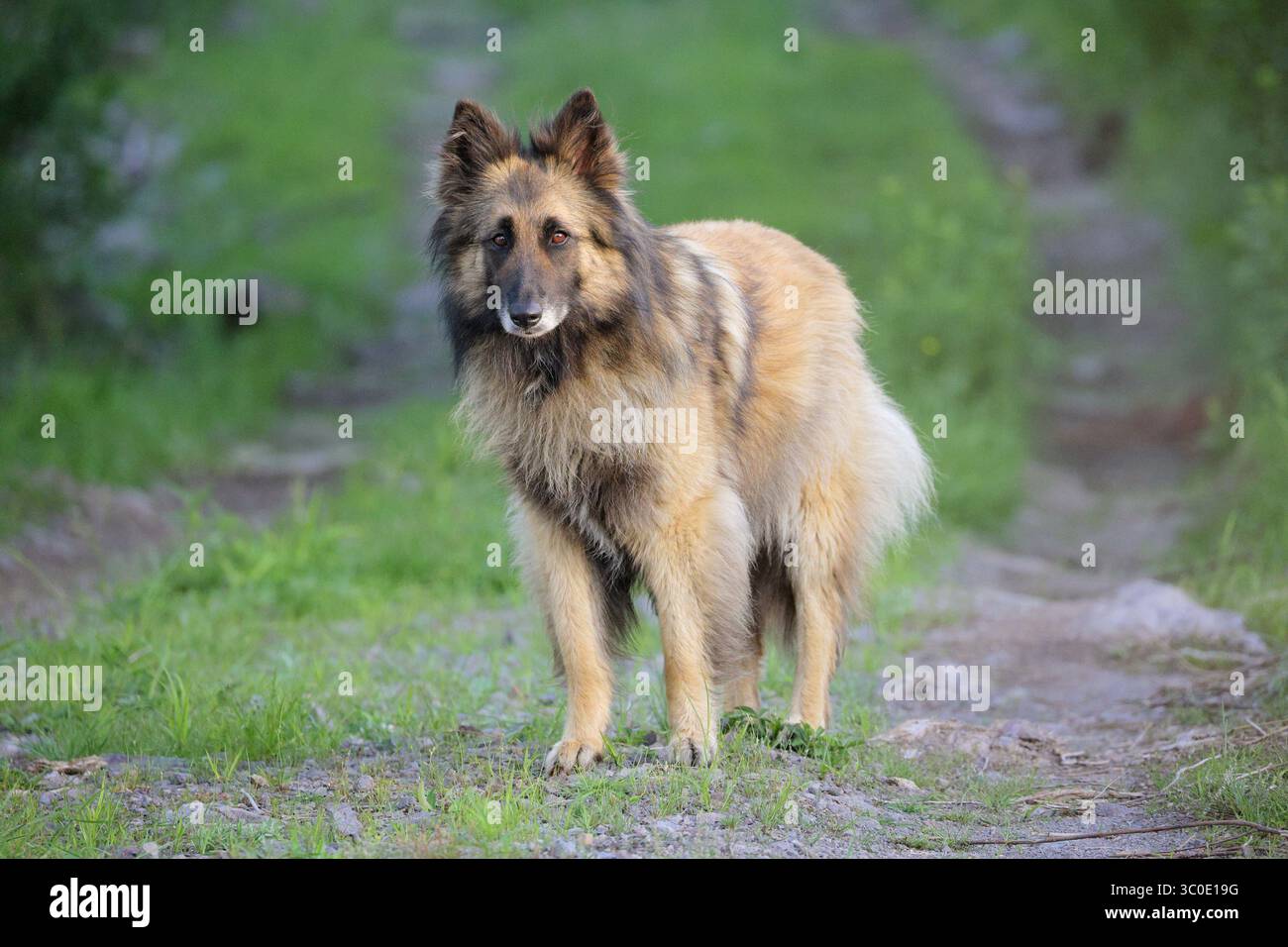 Belgian Tervuren shepherd outdoors on dirt road Stock Photo