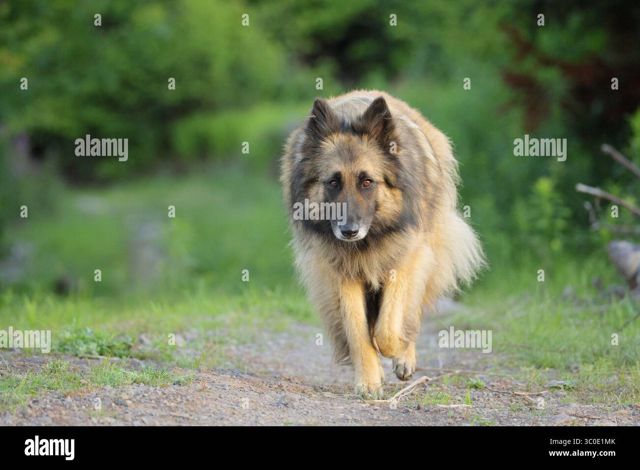 Belgian Tervuren shepherd outdoors on dirt road Stock Photo
