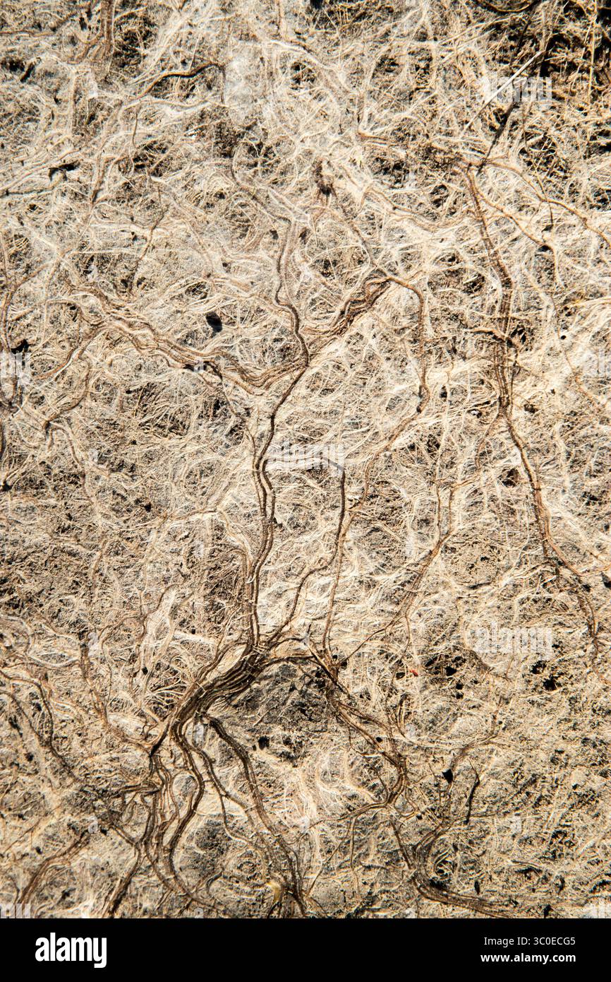 Fibrous root structure hi-res stock photography and images - Alamy