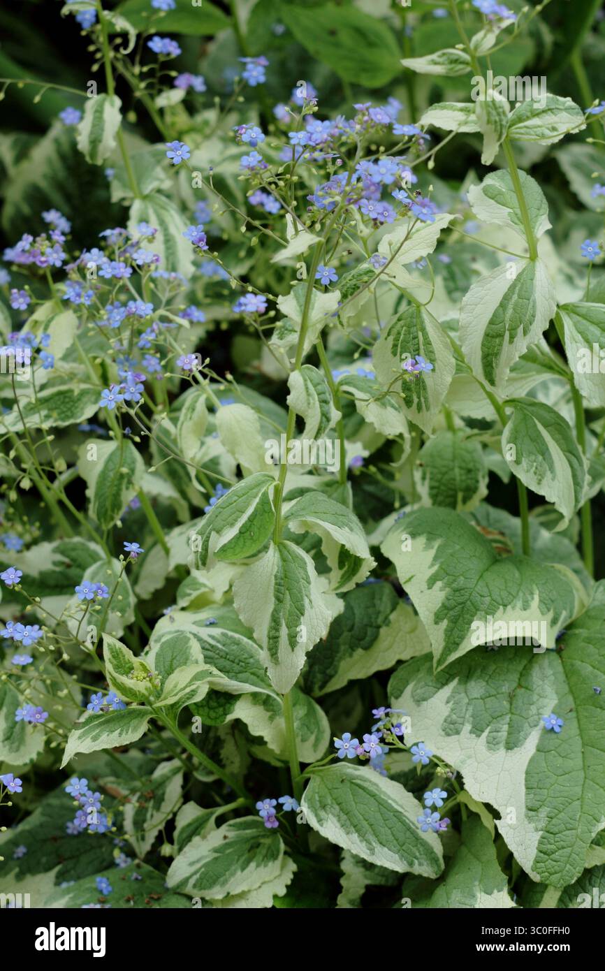 Brunnera hi-res stock photography and images - Alamy