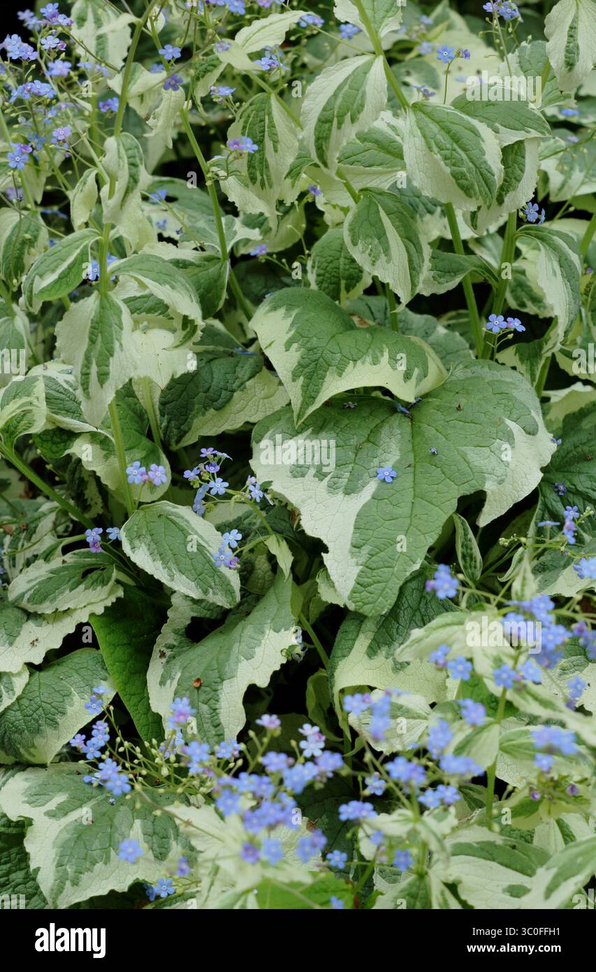Brunnera hi-res stock photography and images - Alamy