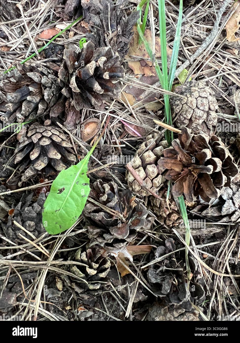 Pine cones and dry pine needles scattered on the forest floor with a fresh green leaf, photographed in early summer at Vingis Park, Vilnius, Lithuania - Smartphone Captured Stock Image
