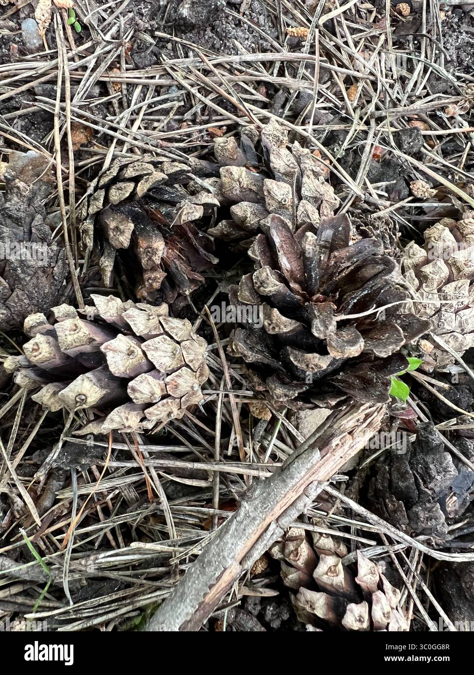 Fallen pine cones and dry needles create a textured natural carpet on the forest floor. Earthy tones and organic patterns. Rustic woodland beauty - Smartphone Captured Stock Image
