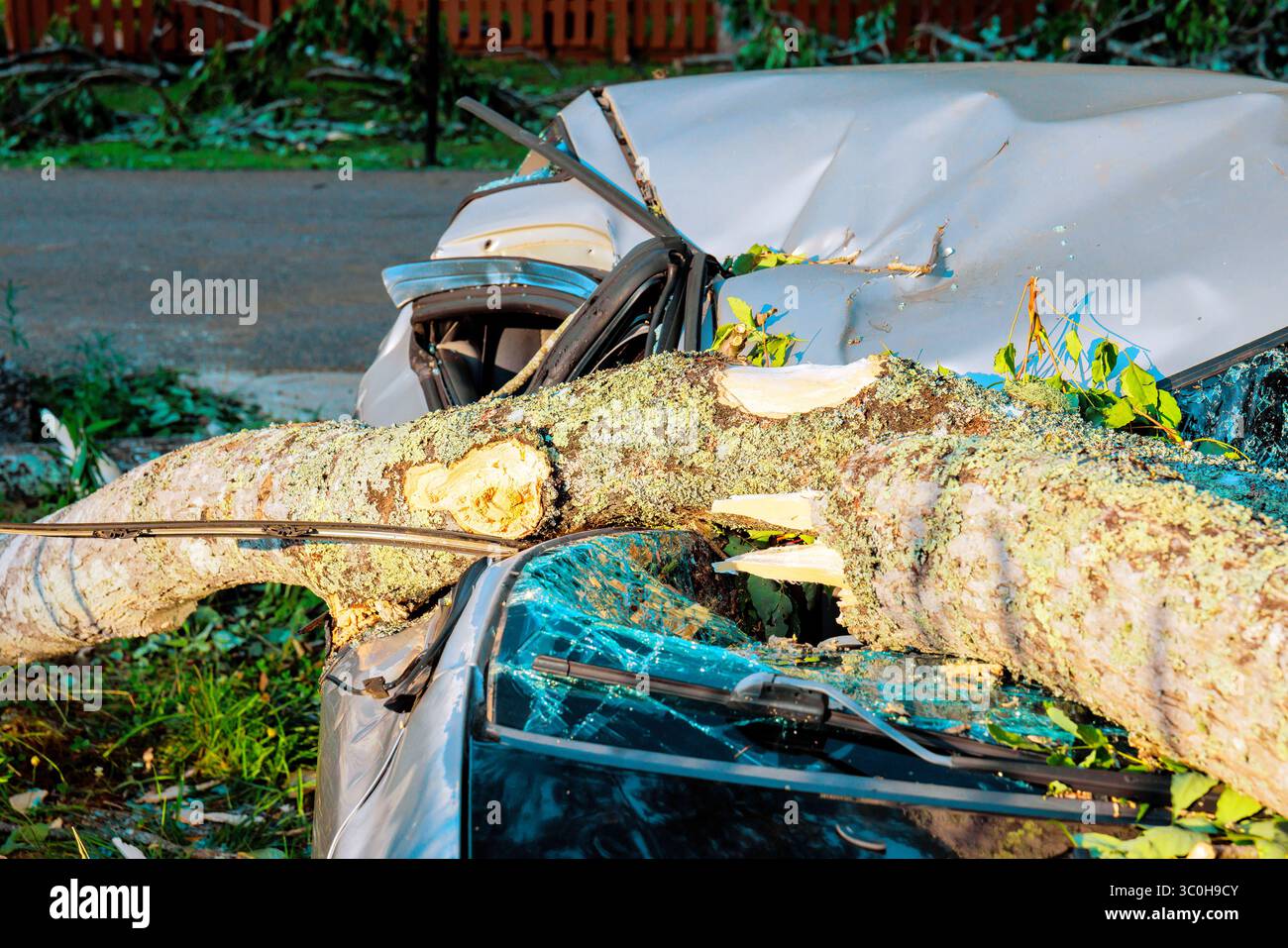 Large tree branch has fallen on car after storm, causing significant ...