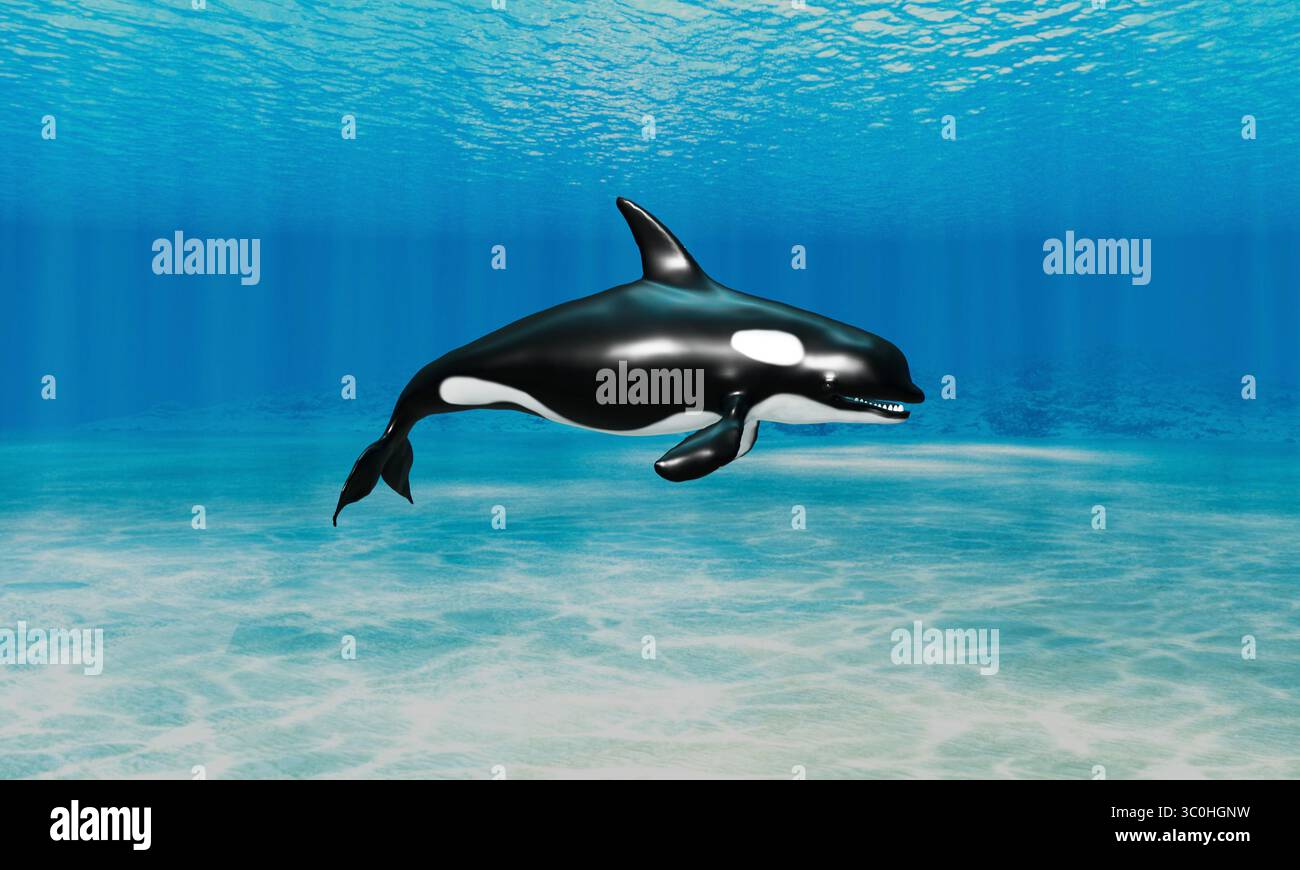 3D illustration of an orca whale swimming near the seabed Stock Photo ...
