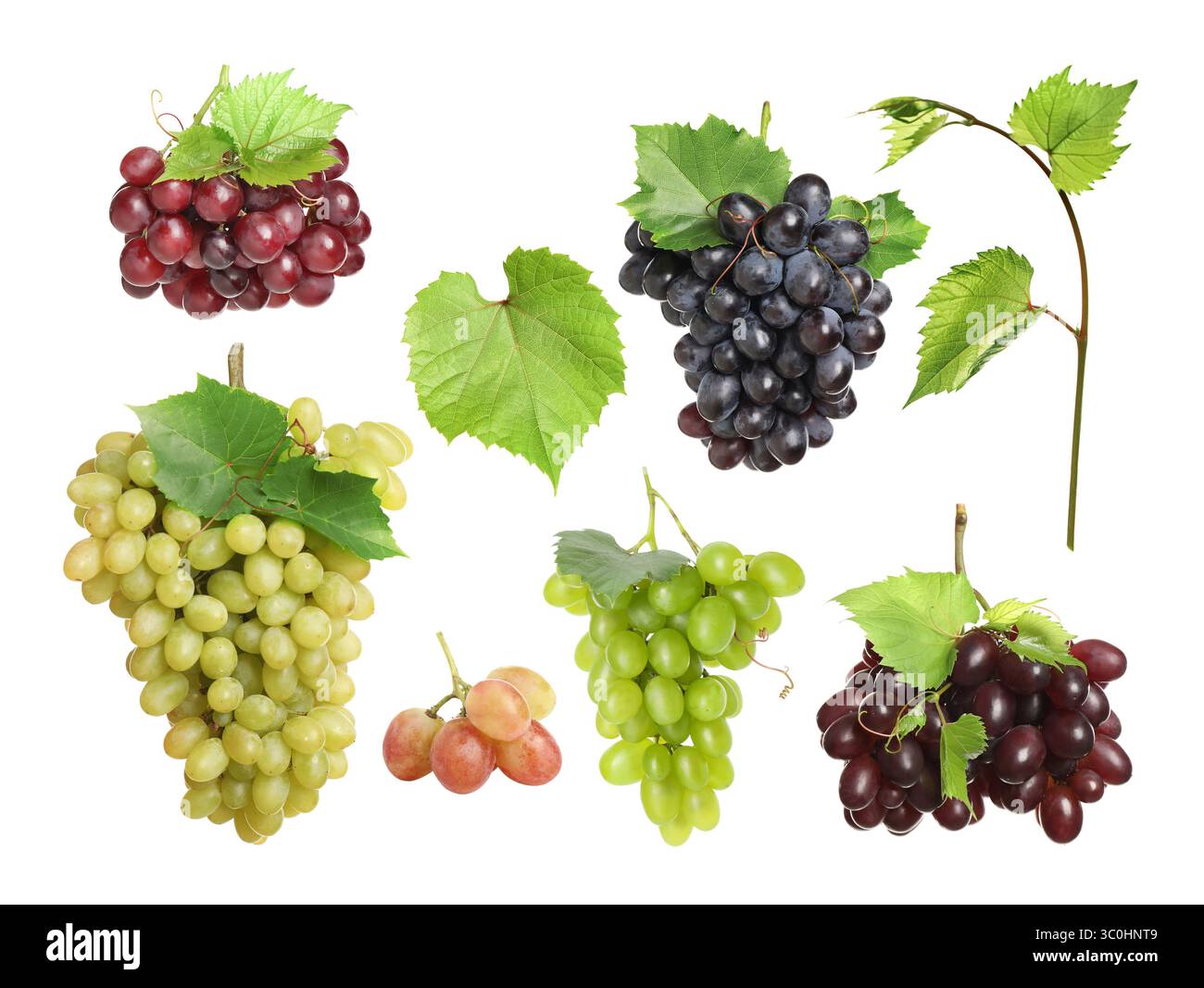 Set different grape leaves hi res stock photography and images Alamy Set different grape leaves hi res stock photography and images Alamy