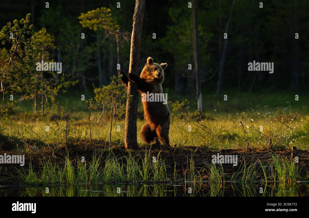 Eurasian brown bear cub (Ursus arctos arctos) standing on its hind legs ...