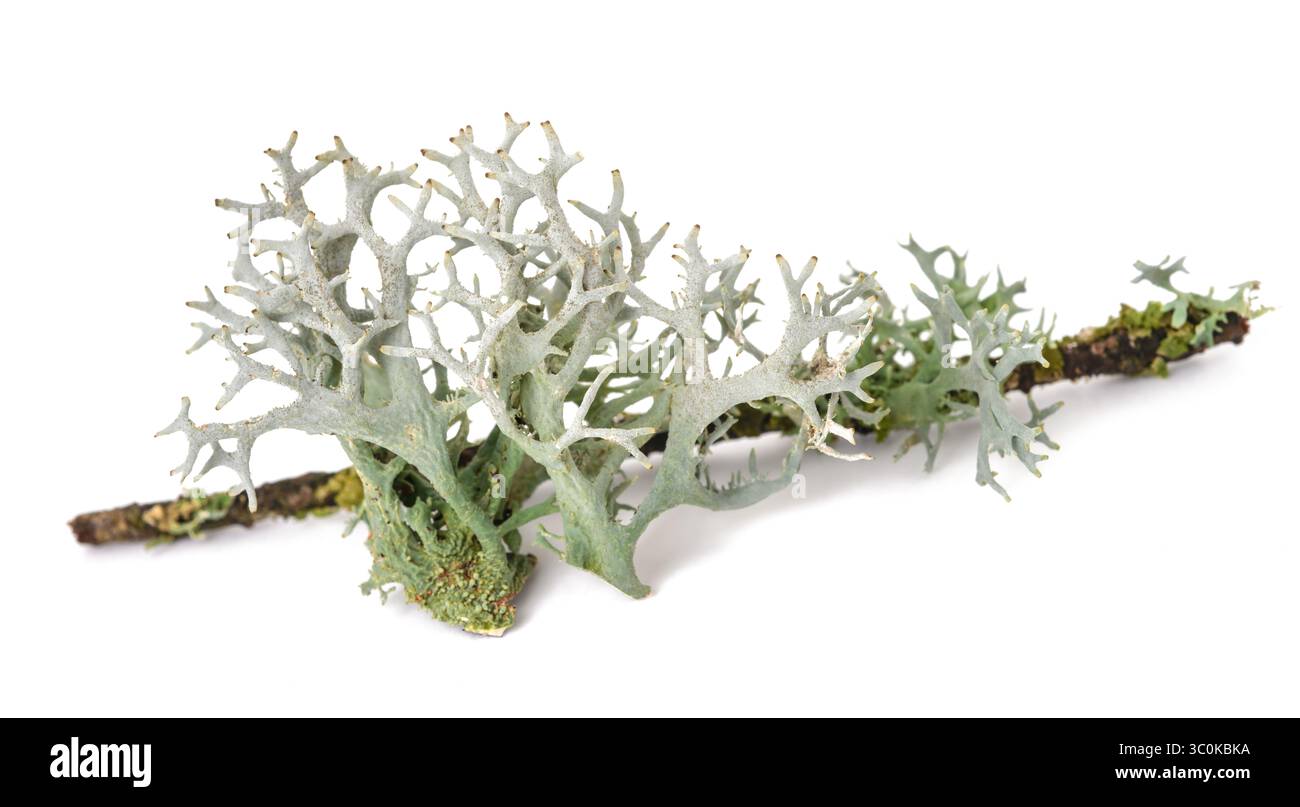 Iceland moss on a branch isolated on white background Stock Photo