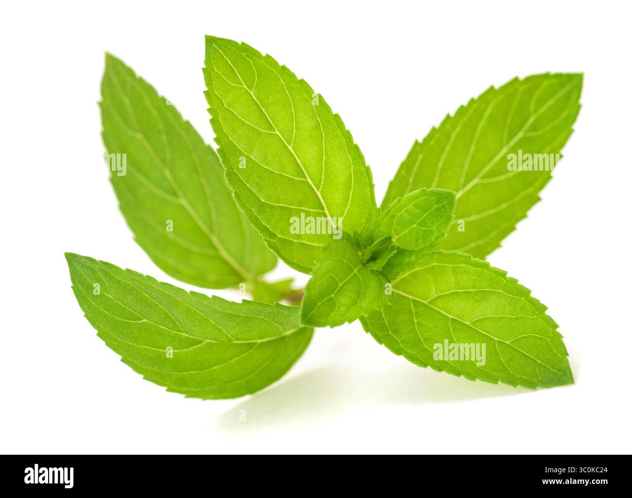 Fresh mint  isolated on white background Stock Photo