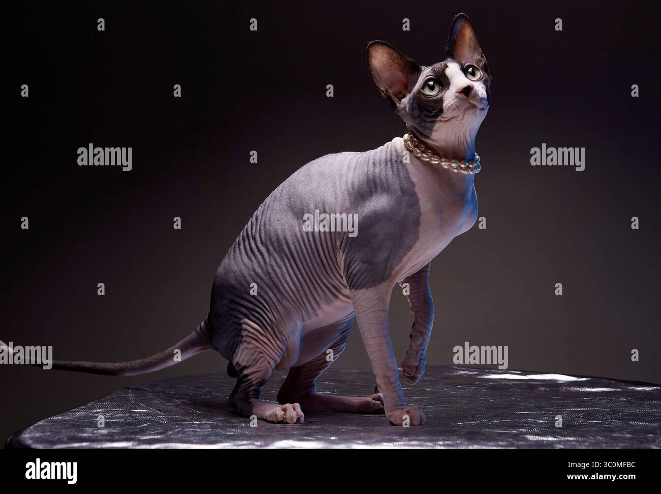 Pyssycat hi-res stock photography and images - Alamy