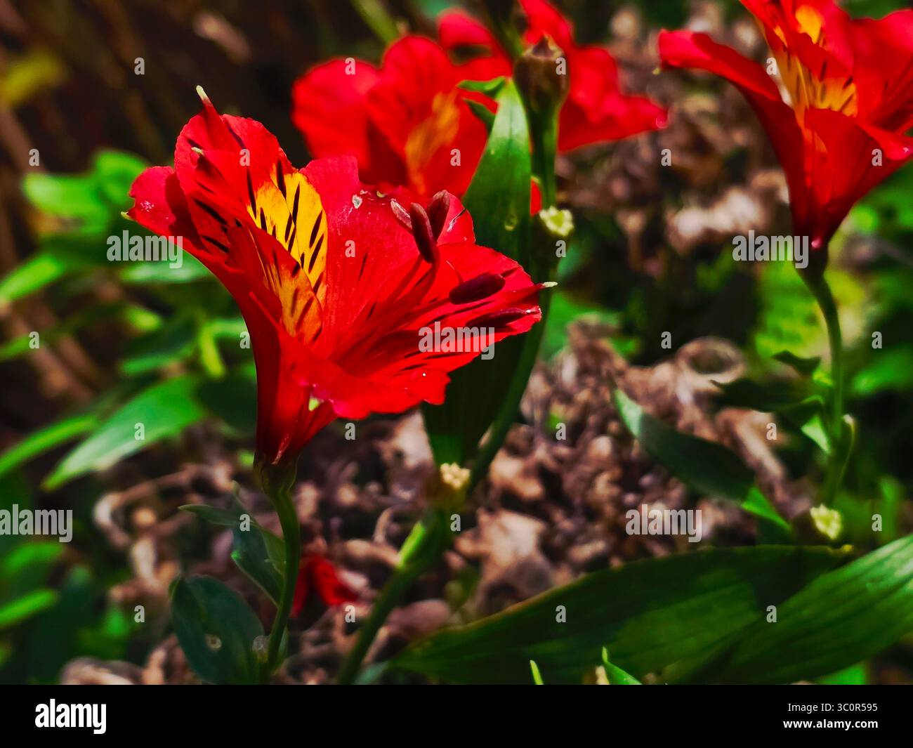 Red Beauty - Smartphone Captured Stock Image