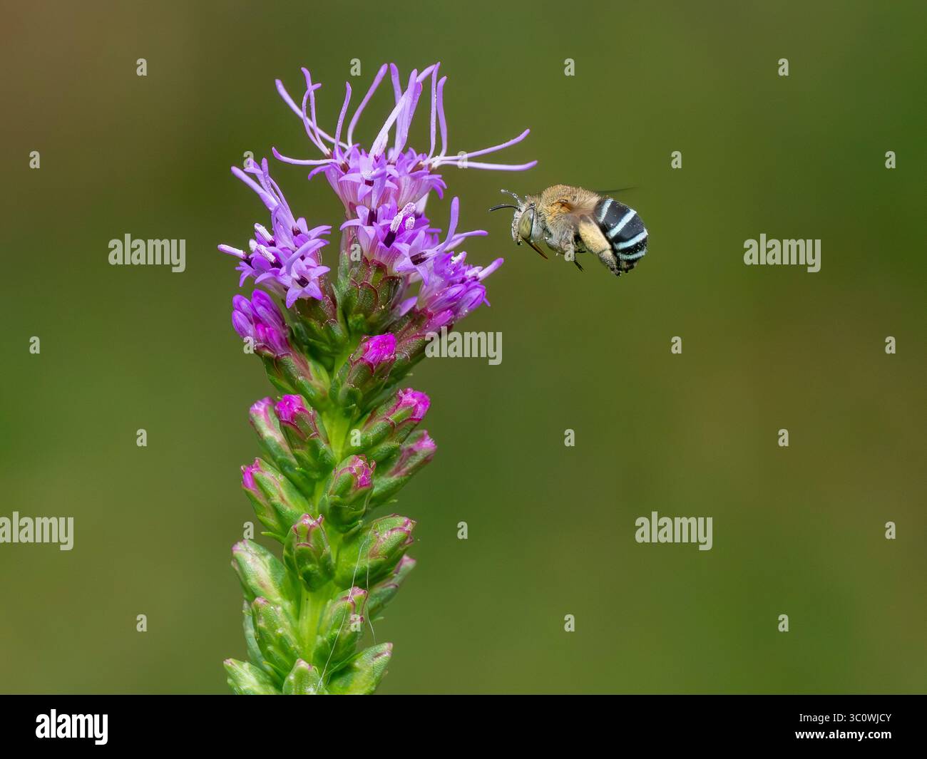 OLYMPUS DIGITAL CAMERA Stock Photo