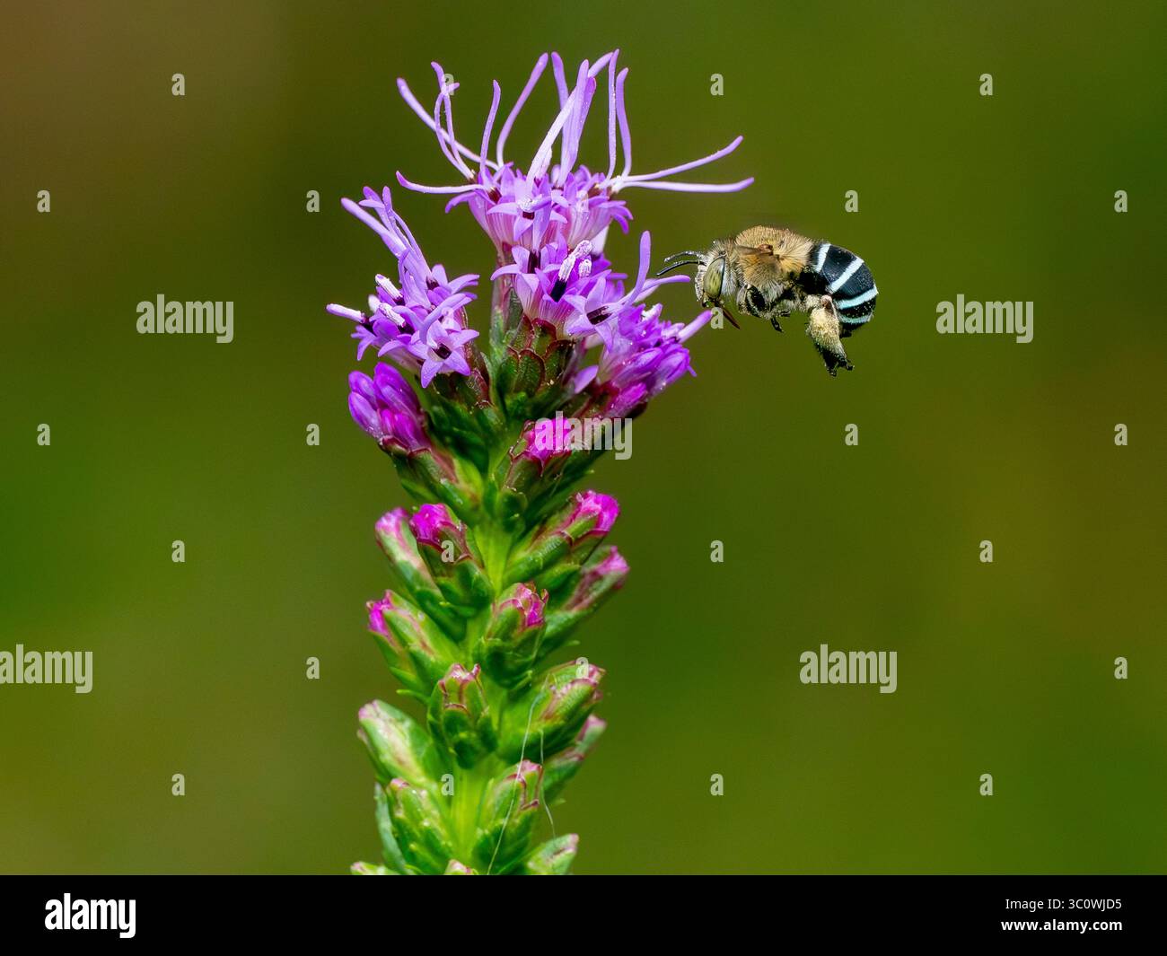 A Blue Banded Bee buzz pollinating next to a Liatris wild flower with evident pollen pants on display. Stock Photo