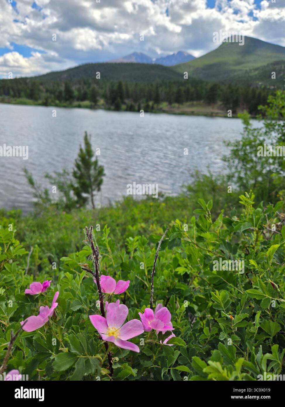 A hike around Lily Lake- Rocky Mountain National Park, Colorado. A warm, peaceful summer day with the flowers blooming and the 14ers in the distance. - Smartphone Captured Stock Image