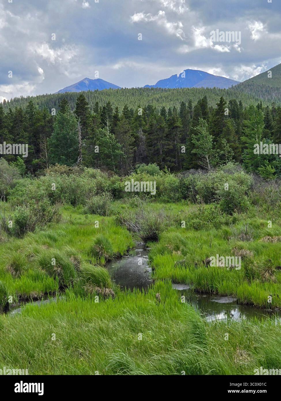 A picturesque stream flows through Rocky Mountain National Park in Colorado. The lush, green vegetation provides habitat for many mountain creatures. - Smartphone Captured Stock Image