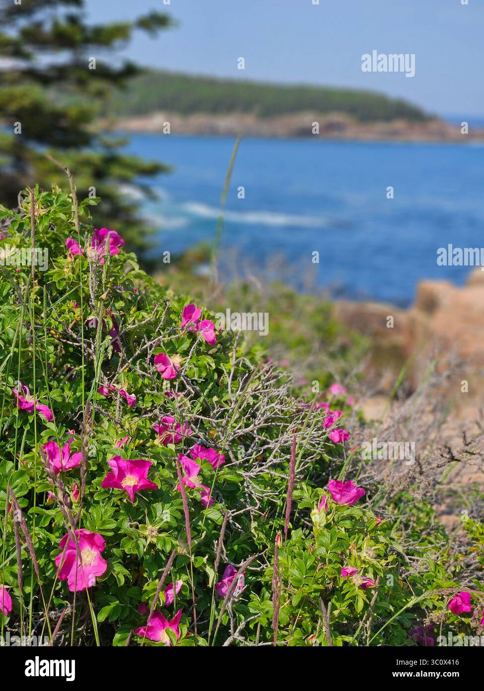 Pink wildflowers bloom in  Acadia National Park, Maine next to the Atlantic Ocean in Seal Harbor on a warm, summer day. - Smartphone Captured Stock Image